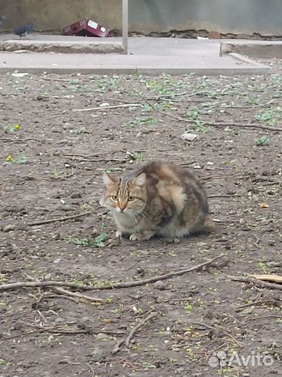 Бросили домашнюю кошку на улице