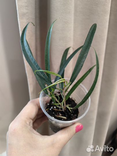 Фикусы разные сорта