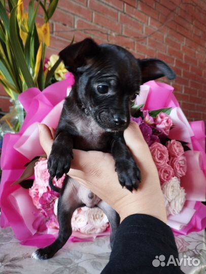 Мини той-терьер