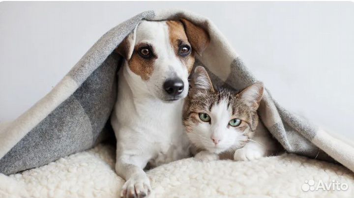 Передержка кошек и собак