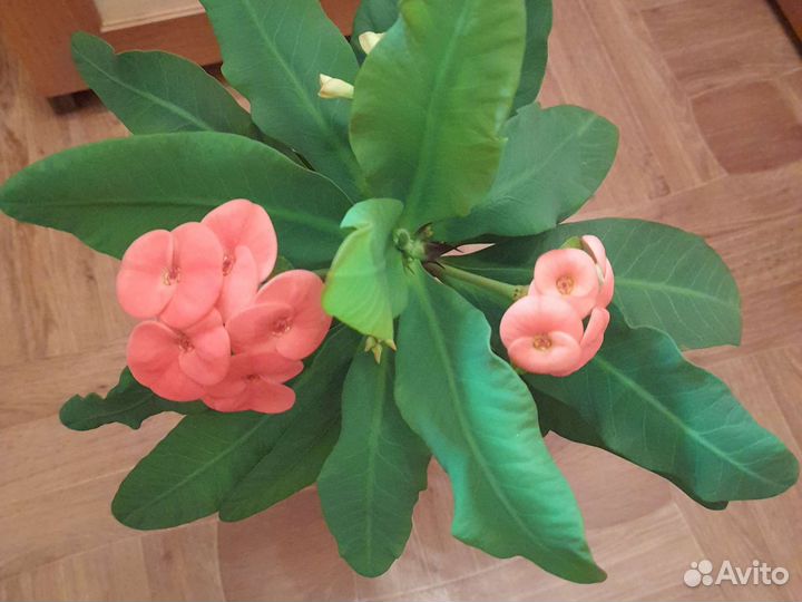 Суккулент продам