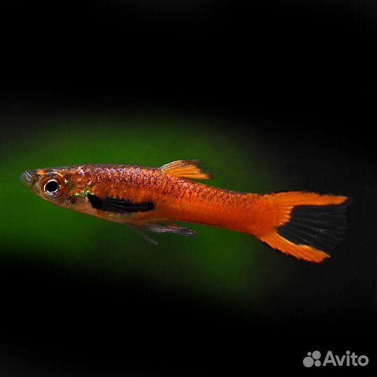 Аквариумистика