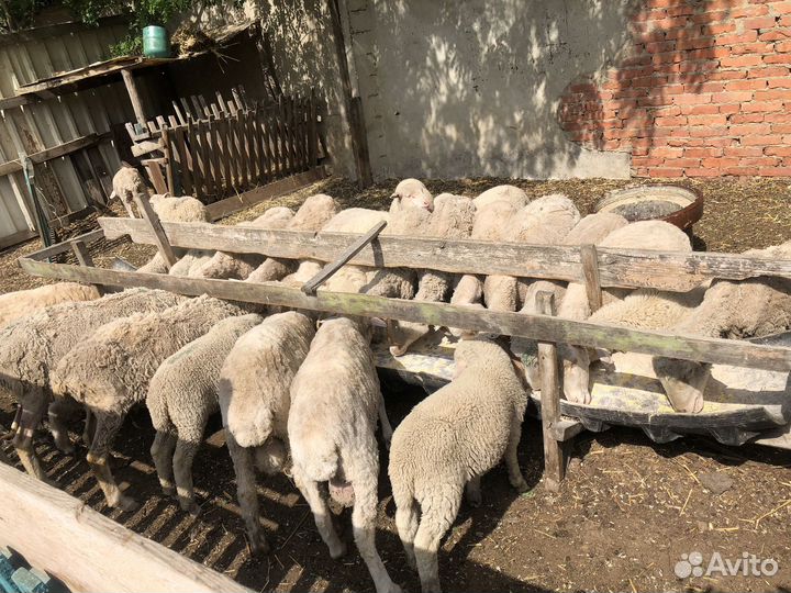 Овцы Ягнята