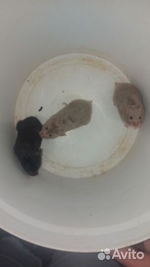 Сирийский хомяк