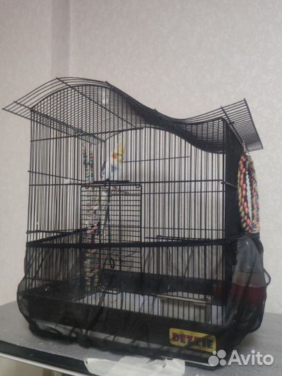 Попугай корелла с клеткой