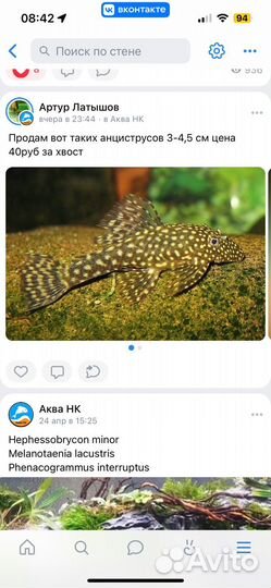 Анциструс обыкновенный, альбинос. L397