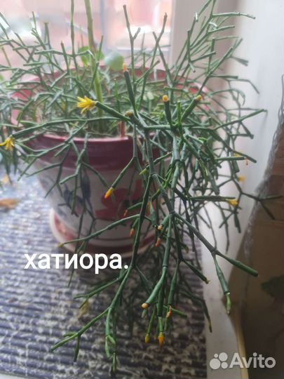 Комнатные растения