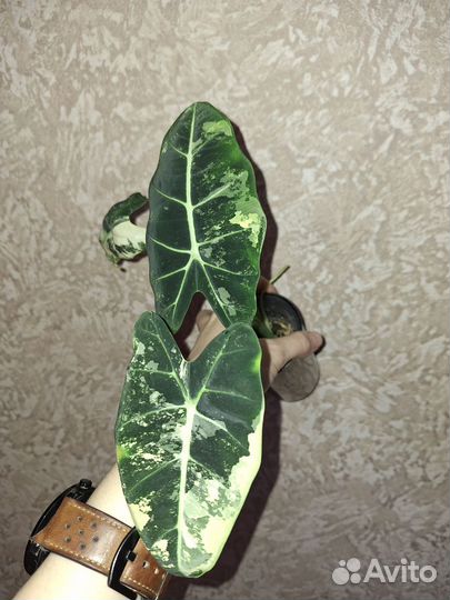 Алоказия Фрайдек вар