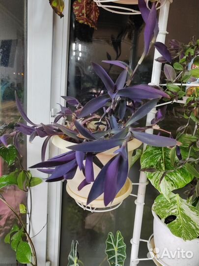 Фикусы коллизии традесканции