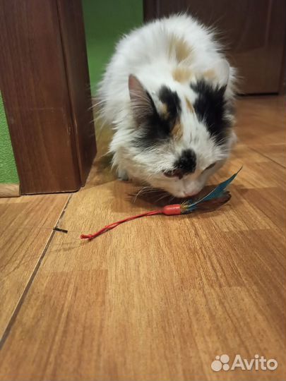 Кошка ищет дом