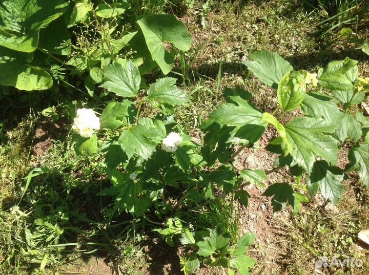 Калина обыкновенная