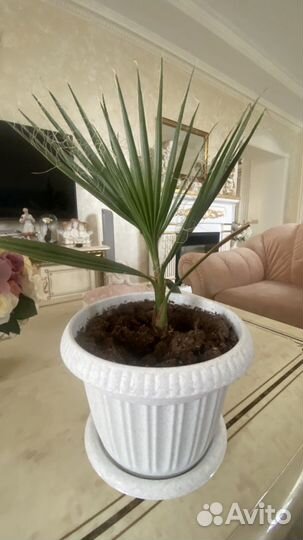 Пальма Вашингтония нитевидная выращена из семян