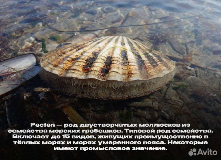 Гребешок Пиктен