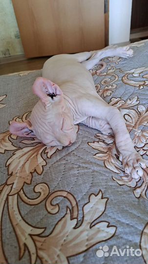 Котята сфинксы Канадский и Эльф