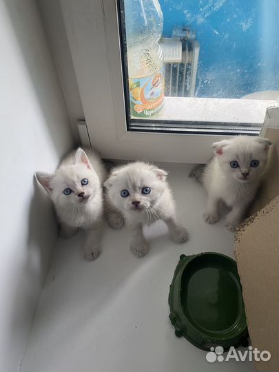 Вислоухие котята