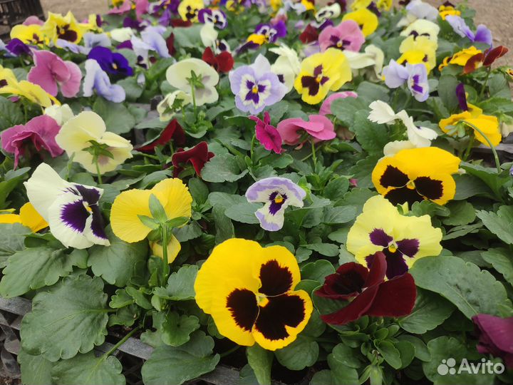Рассада виолы для озеленения оптом
