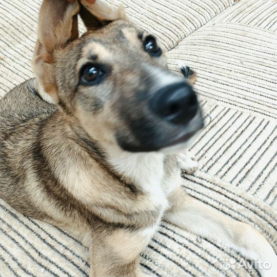 Собаки щенки