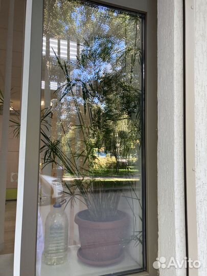 Циперус папирус