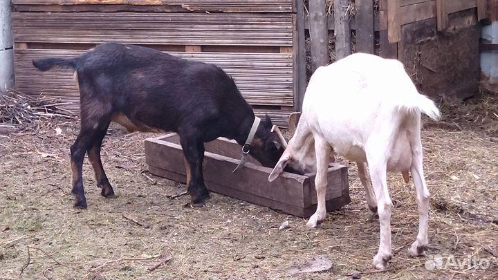 Продаю коз и козла