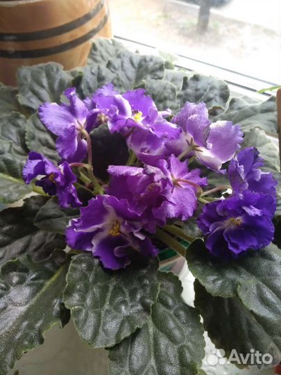 Фиалка комнатное растение