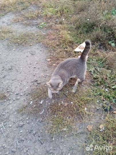 Кот на улице. Чей Кузнецкий район