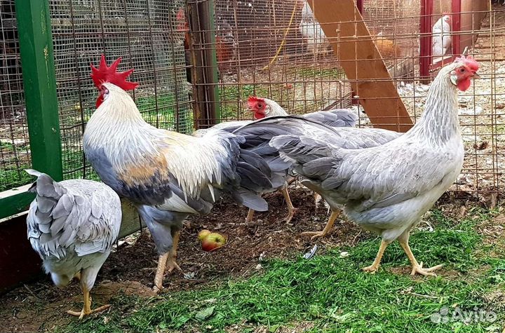 Молодые петушки