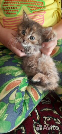 Котятки в дар бесплатно