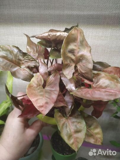 Сингониум шоколадный