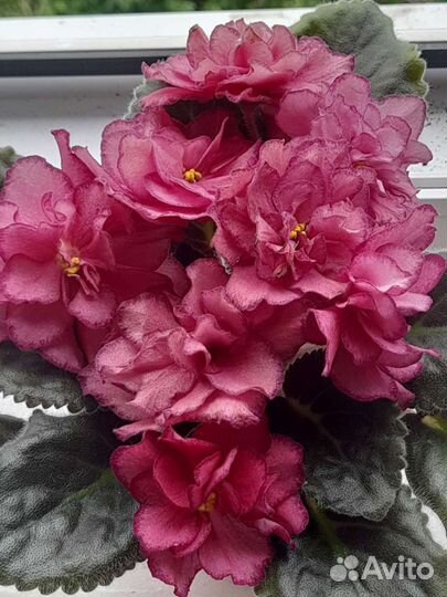 Укорененные листочки фиалок