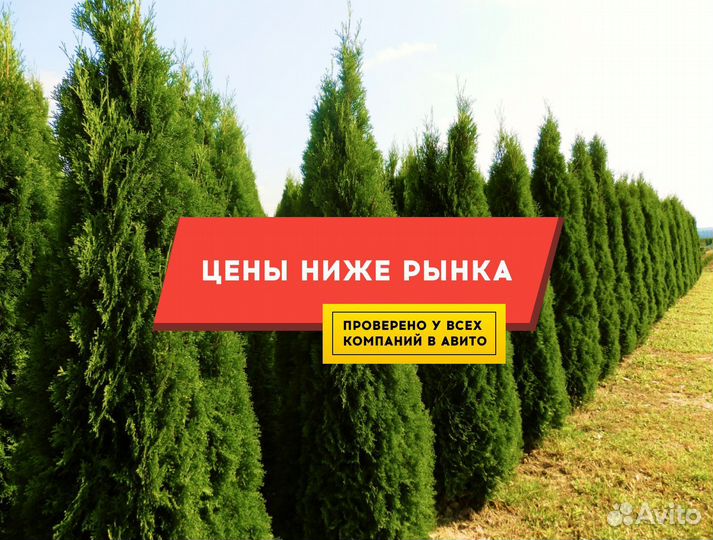 Туя Колумна