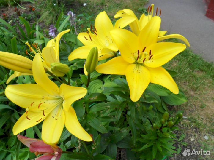 Лилия саженцы Изи Ванилла