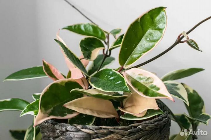 Хойя, набор черенков 3 штуки