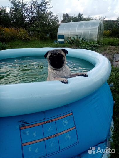 Мопс вязка мальчик