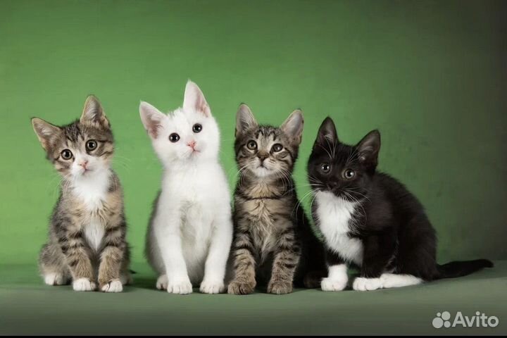 Котята в приюте в дар