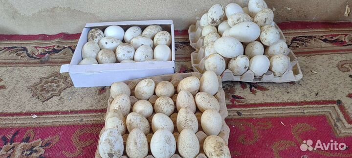 Яйца для инкубации индейки и гуси