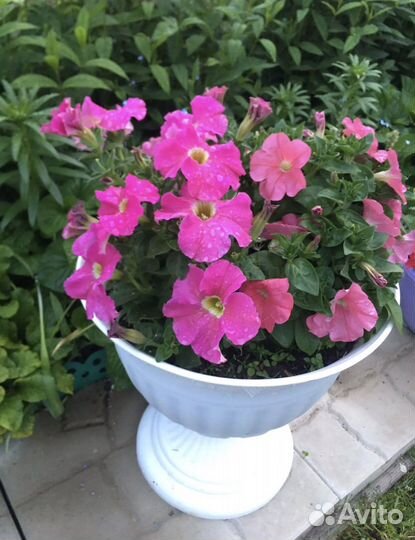 Рассада петуньи