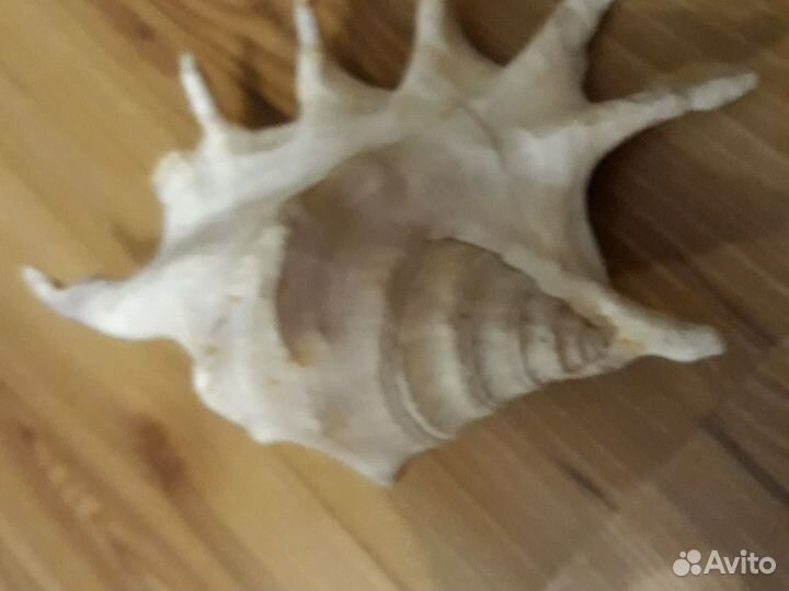 Ракушка морская большая