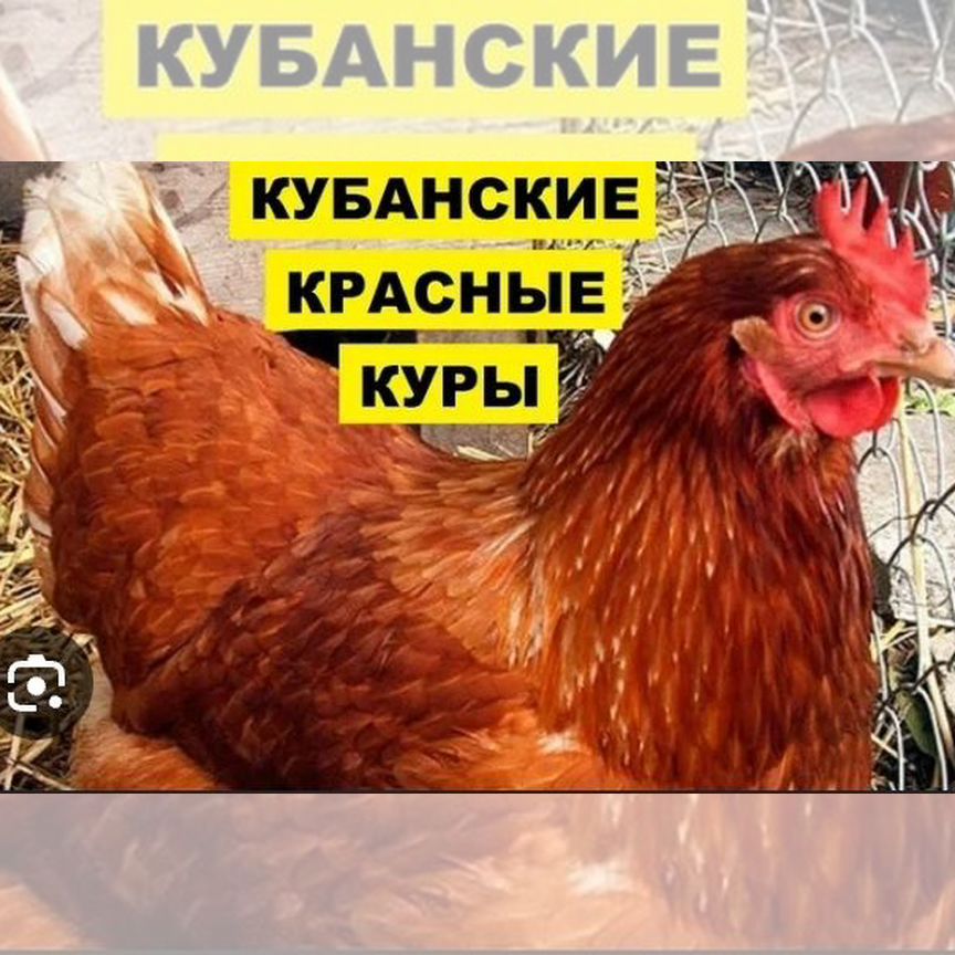 Куры