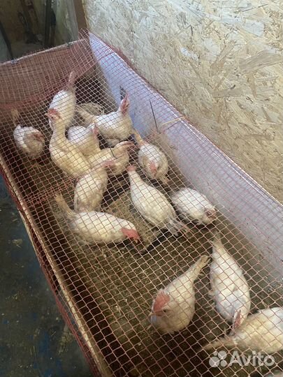 Продам петушков 3 месяца