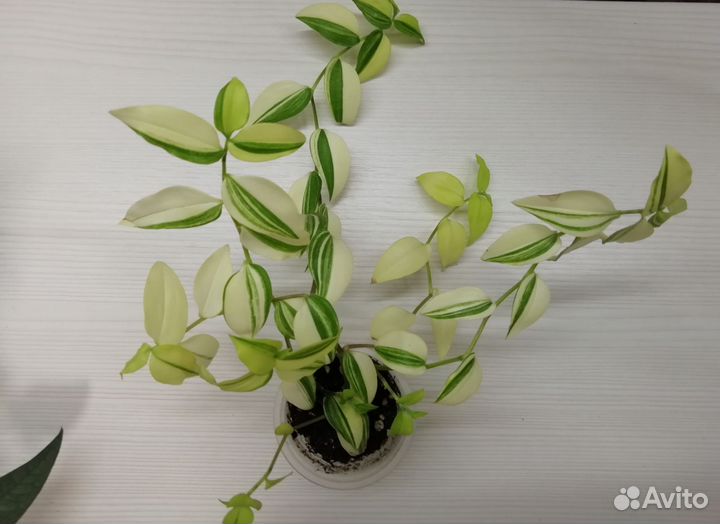 Комнатные растения