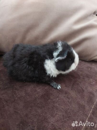 Морские свинки