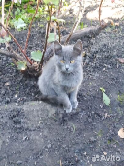 Ласковые котята