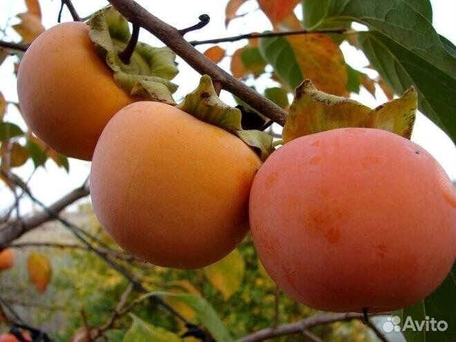 Саженцы от производителя, цены не поднимали