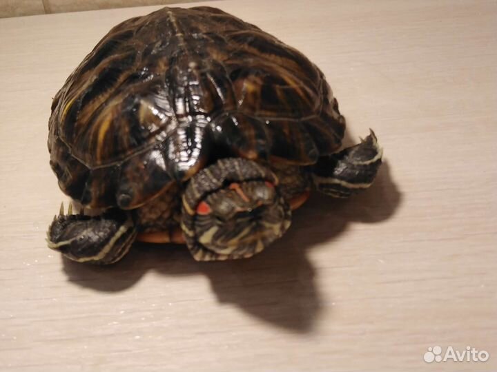 Красноухая Черепаха отдаю бесплатно