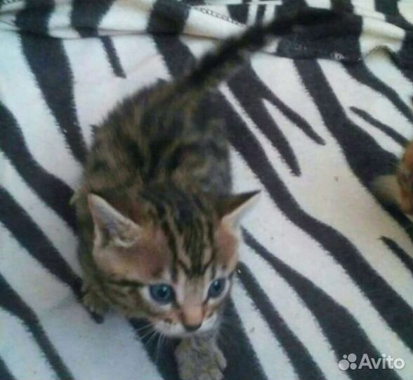 Бенгальские котята помесь с британской