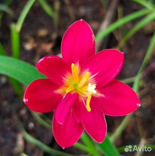 Цветы драцена