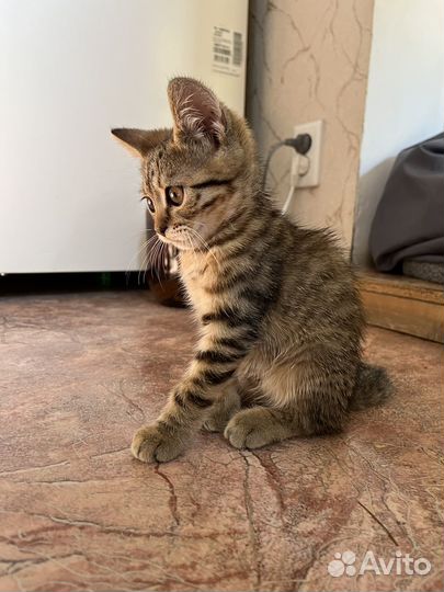 Котята в добрые руки бесплатно