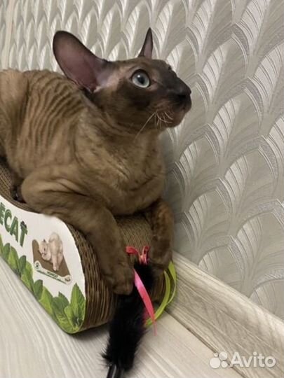 Корниш рекс вязка