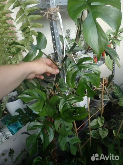 Рафидофора монстера филодендрон минима ветка