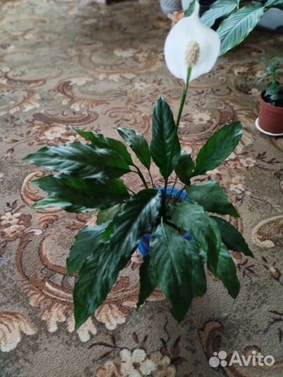 Спатифиллум